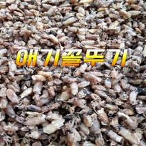 국내산 꼴뚜기 호래기 애기꼴뚜기 건꼴뚜기 1봉지 200G