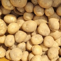 포실포실 완도 햇감자 햇수미감자 조림용 알감자, 중/대 5kg