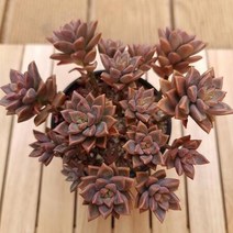 프리티 10두 키우기 쉬운 다육 랜덤발송10-45, 단품