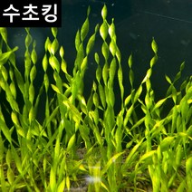 수초킹 초보수초 스크류 발리스네리아, (특가) 6촉