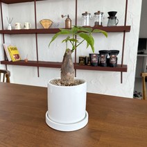 파키라 돈나무 소형 실내공기정화식물 키우기쉬운식물 실내화초 화분set, 세라믹