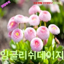 팝플라워잉글리쉬데이지-핑크 씨앗 15립