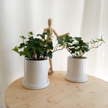데일리가든 아이비 1+1 화이트화분 공기정화에 좋은 인테리어식물