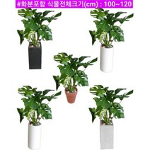 없음 [반값화분] MAIN-대형몬스테라110 직접배송 축하화분 개업화분 거실화분 카페화분 인테리어화분 아레카야자 극락조 알로카시아 파키라 고무나무, 사각화이트