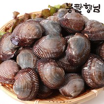 산지직송 새꼬막 (상품) 1.5kg 제철 별미 꼬막, 단품