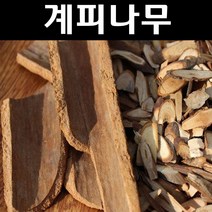 육계나무(계피/시나몬) 포트 1개/나무 묘목/약용/특용수