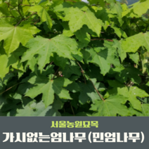 서울농원묘목/가시없는엄나무 민엄나무묘목 2년생 두릅나무 전국 식재가능 뿌리묘 특묘, 60~80cm
