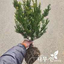 [나무인] 눈주목묘목 둥근주목 키40cm 2그루, 2개