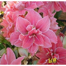 아마릴리스 구근(스위트님프)