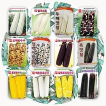 옥수수종자 씨앗 12개품종, 11.백초당옥수수100립