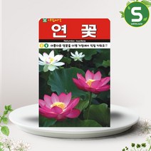 솔림텃밭몰 연꽃씨앗 20립 연꽃 꽃씨앗 가정원예용 꽃씨