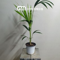 50~80cm 129 신종겐차야자 중품