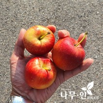 [나무인] 미니사과나무( 루비에스) 결실주 R4