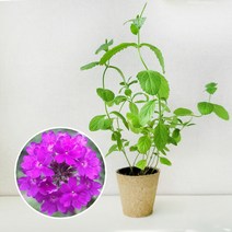 버베나 퍼플 키우기 풀 패키지 꽃 씨앗 화훼 키트 DIY, 지피포트(1형)