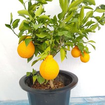 무지개정원 한라봉나무 60-80cm, 1개