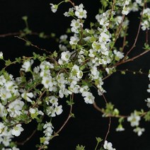 [로즈온리] 설유화 한단 생화택배