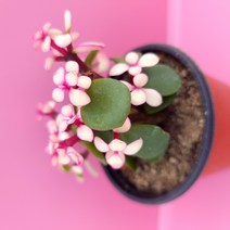 핑크아악무 다육이 잎장이 동글한 핑크빛 다육1-30랜덤, 단품, 1개