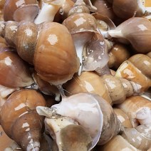 포항 자연산 백골뱅이(급냉) 중 1KG ( 30미내외 ), 단품