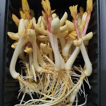 땅콩나물 무농약 새싹채소 새싹땅콩 200g 1kg, 국내산 땅콩새싹 1kg