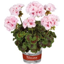 제라늄 화분 [조날], 7. 에스텔