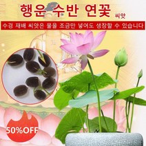 1+1 관상용 수반 연꽃 미니연꽃 식물 미니연꽃키우기 수경식물 실내식물 연꽃 씨앗, 혼합색 연꽃씨 20톨, 20개X50