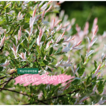 셀릭스 플라밍고 [4포트] (복남이네 야생화 꽃나무 salix) 삼색버드나무