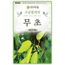 설악초 20립 - 초설초 야광초 야생화 씨앗 꽃씨 씨 꽃씨앗 야생화씨앗 고급꽃씨 고급꽃씨앗, 06_다농_무초(50립)