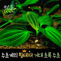 [미초신상품] 이과수 수초 1뿌리 / 뿌리 수초 / 새우 수초 / 초보 수초