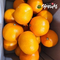 식탐대첩 제주 천혜향 실속형 5kg (20-30과), 단품