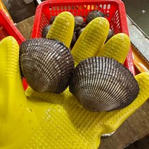 피조개 피꼬막 1kg