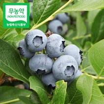 국산 무농약 생 블루베리 당일수확 냉동 산지직송, 1박스, 블루베리(냉동) 왕품 4kg