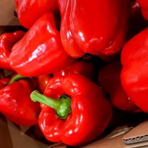 새벽들 못난이 파프리카 (3kg 5kg), 1box, 3kg빨강