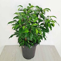 나타샤벤자민 무늬벤자민 벤자민고무나무 실내화초 잘자라는 중 축하화분 칼라벤자민