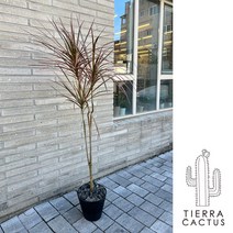 실내에서 키우기 쉬운 인테리어화분]저면관수 블랙화분에 담긴 드라세나 레인보우 마지나타 - 서울지역 무료배송!!!, 경기 4지역(수원/용인)