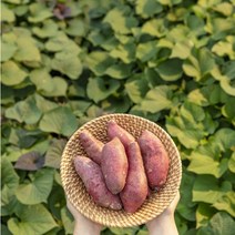 해남 밤 호박 꿀 고구마 베니하루카 2kg-5kg, 특상, 3kg