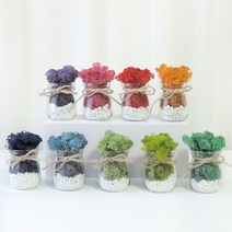 스칸디아모스 공기정화식물 자갈모스 화분 DIY 만들기키트 (11colors), 크림슨