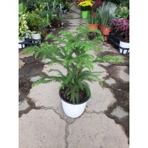 아라우카리아/아레우카리아/쌍대/크리스마스 트리해요., 1개