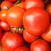 순이네 무농약 찰토마토 3kg / 5kg 산지직송 완숙 토마토 가바토마토