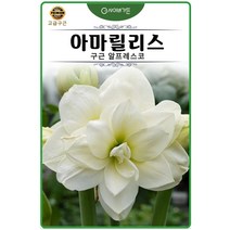 봄구근 모음, 9. 아마릴리스 구근 알프레스코 1구
