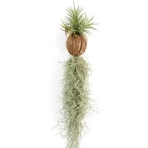 갑조네 [깜짝이벤트]수염틸란드시아 (코코넛 이오난사) 공기정화식물 먼지먹는식물