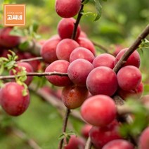 고씨네 프리미엄 거봉2kg 크림슨포도 아도라포도 거봉포도 거봉 청포도 포도종류 크림슨포도 아도라포도 머루포도샤인머스켓 샤인머스켓묘목 샤인머스켓보관, 본상품, free