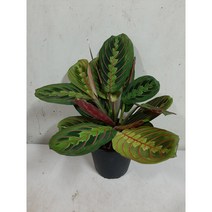 마란타/중품