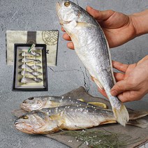 명품 법성포 영광 굴비 선물세트 특대 참조기 보리굴비 찐보리굴비 10미 20미 가정용 선물용 생선 선물 세트, 06. 10마리 마른 보리굴비 선물세트