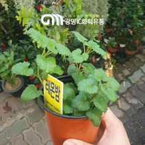 10~25cm 23 레몬밤 허브 소품
