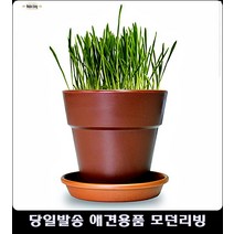 운동부족냥 고양이키울때필요한것 아기고양이키우기 고양이화장실발판