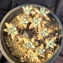 [메카다육]29-1028 화이트그리니(두들레야) 화분포함 다육식물 선인장 다육금 다육철화 두들레야 아프리카식물 코노피튬 하월시아 수입다육이 국민이, 1개