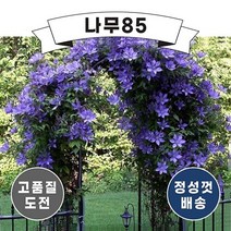 (나무85) 클레마티스 P9, 1.클레마티스(멀티블루) 9cm 포트