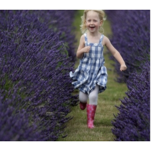 보람농자재 라벤더모종, 프렌치 라벤더(화이트) 5치포트*2개, 1개