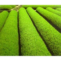 특용/약용수 차나무(녹차나무)3년생포트/5치포트, 차나무(녹차나무) 5치 포트_4주