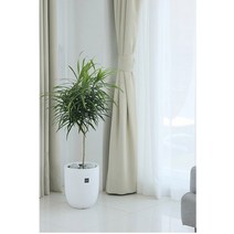 [공기정화/실내습도유지/키우기쉬운] 자바